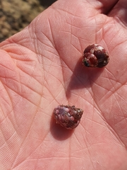 Cantharidus jessoensis