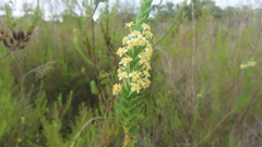 Struthiola hirsuta