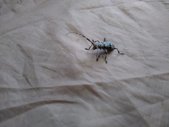 Hexatricha pulverulenta