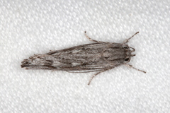 Lichenaula tuberculata