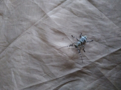 Hexatricha pulverulenta