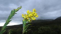 Liparia hirsuta