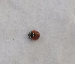 Coccinella septempunctata