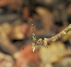 Nannophlebia eludens