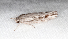 Lichenaula tuberculata