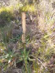 Setaria pallide-fusca