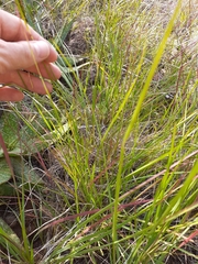 Setaria pallide-fusca