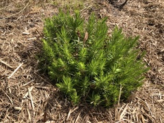 Melichrus procumbens