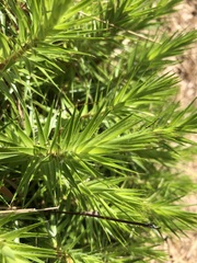 Melichrus procumbens