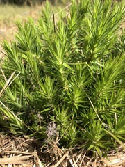 Melichrus procumbens