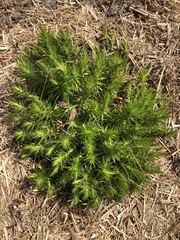 Melichrus procumbens