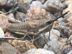 Monistria discrepans