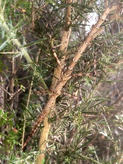 Acanthoxyla geisovii