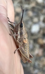 Monistria discrepans