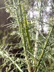 Acanthoxyla geisovii