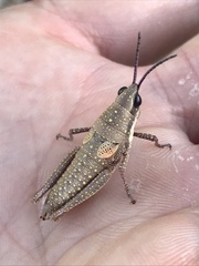 Monistria discrepans