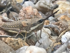 Monistria discrepans