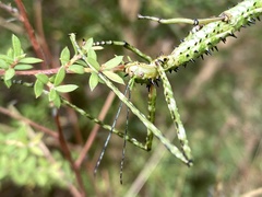 Acanthoxyla geisovii