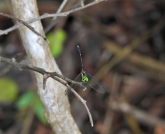 Nannophlebia eludens