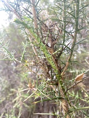 Acanthoxyla geisovii