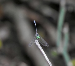 Nannophlebia eludens