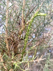 Acanthoxyla geisovii