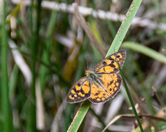 Heteronympha penelope penelope