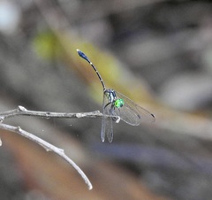 Nannophlebia eludens