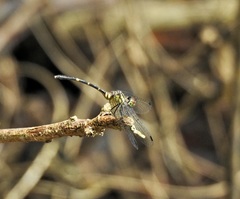 Nannophlebia eludens