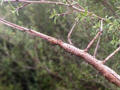 Acanthoxyla geisovii