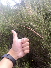 Acanthoxyla geisovii