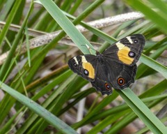 Tisiphone abeona albifascia
