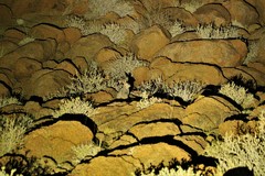 Pronolagus randensis