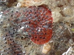 Watersipora subatra