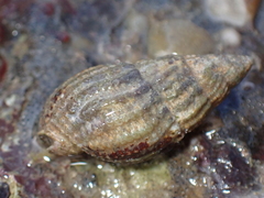 Tritia reticulata