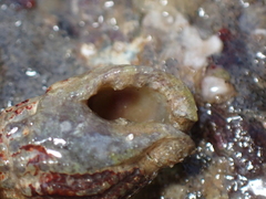 Tritia reticulata