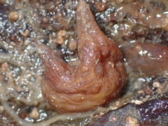 Pyura microcosmus