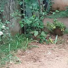 Leptosia nina