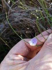 Psoralea usitata