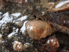 Leptochiton cancellatus