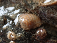 Leptochiton cancellatus