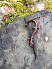 Plethodon larselli