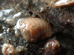 Leptochiton cancellatus