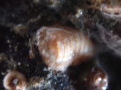 Leptochiton cancellatus
