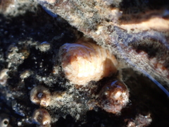 Leptochiton cancellatus
