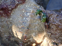 Acanthochitona fascicularis