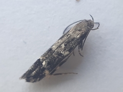 Mompha sturnipennella