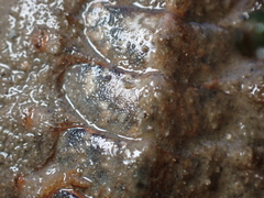 Acanthochitona fascicularis