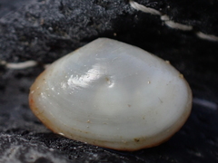 Abra alba