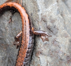 Plethodon larselli
